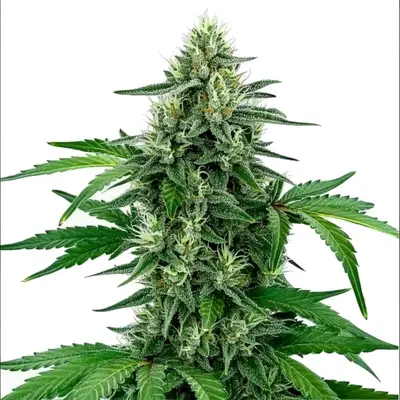 Legend OG cannabis seeds by Blimburn Seeds