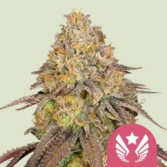 Legendary OG Punch cannabis seeds