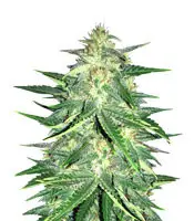 Lemon AK cannabis seeds