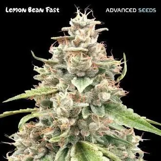 Lemon Bean Fast cannabis seeds by Advanced Seeds