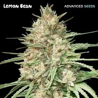 Lemon Bean cannabis seeds
