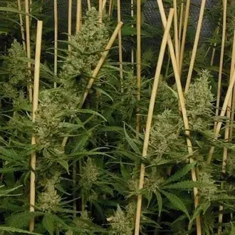 Lemon Bubble cannabis seeds