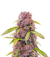Lemon Cherry Cookies cannabis seeds