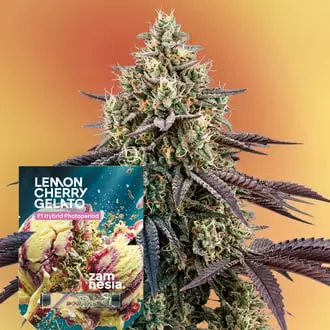 Lemon Cherry Gelato F1 cannabis seeds