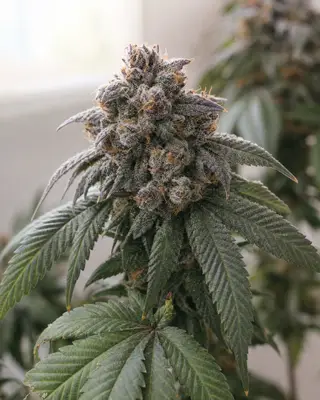 Lemon Cherry Gelato Fast Version cannabis seeds