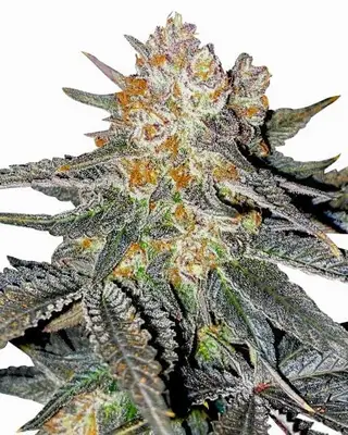 Lemon Cherry Gelato cannabis seeds