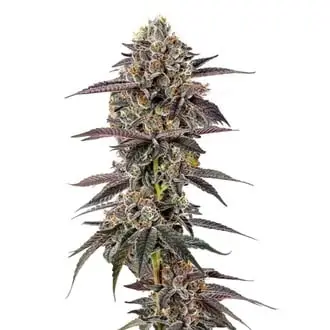 Lemon Cherry Mochi cannabis seeds by Growers Choice