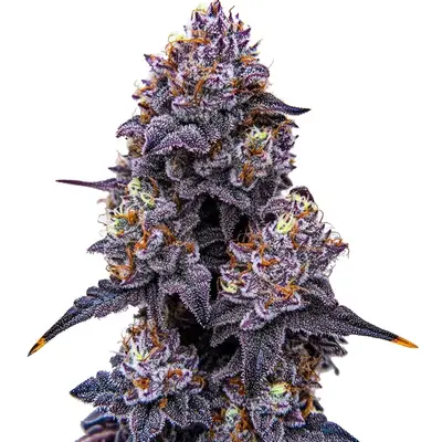 Lemon Cherry Runtz cannabis seeds by Blimburn Seeds