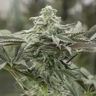 Lemon Citron cannabis seeds by Humboldt Seed Organization