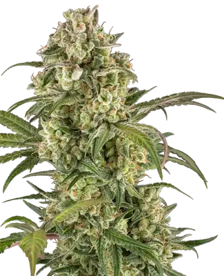 Lemon Cooler cannabis seeds