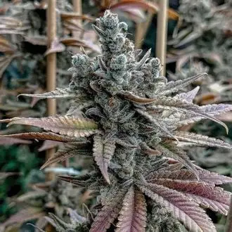 Lemon Elixir cannabis seeds by Solfire Gardens