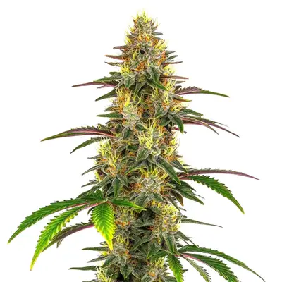 Lemon Garlic OG cannabis seeds