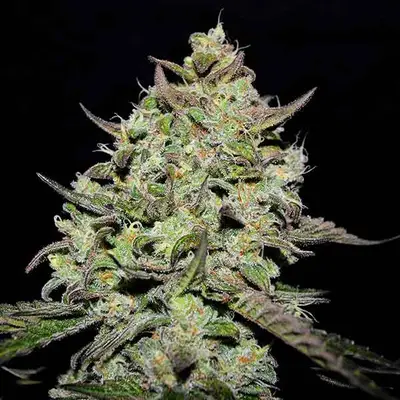 Lemon Gazzy cannabis seeds by Delicious Seeds