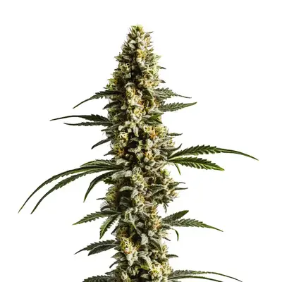 Lemon Haze Auto F1 cannabis seeds by Blimburn Seeds