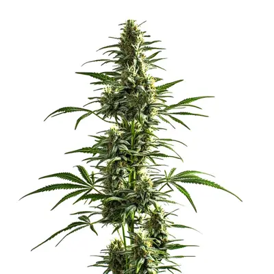 Lemon Haze Diesel cannabis seeds by Blimburn Seeds