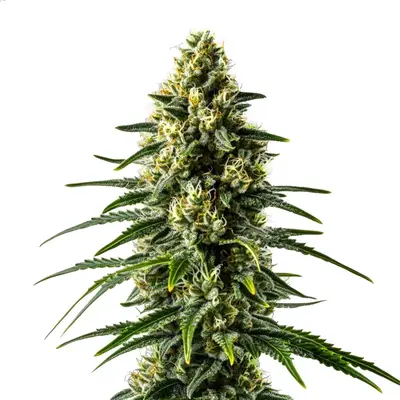 Lemon Haze Fast Version cannabis seeds
