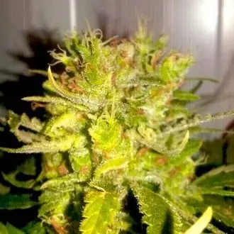 Lemon Haze cannabis seeds