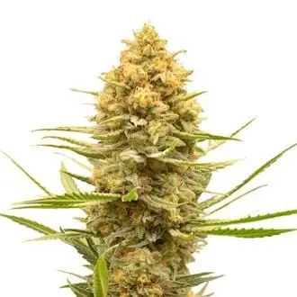 Lemon Ice cannabis seeds by Amsterdam Genetics