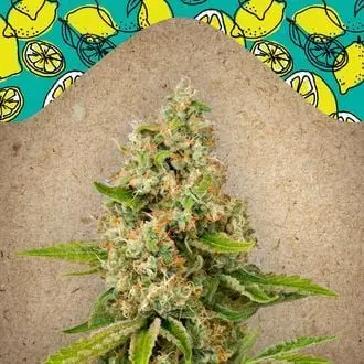 Lemon Kush cannabis seeds