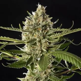 Lemon OG Candy cannabis seeds
