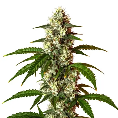 Lemon OG Fast Version cannabis seeds
