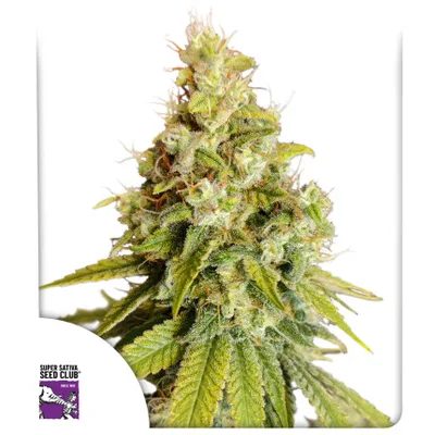 Lemon Og cannabis seeds