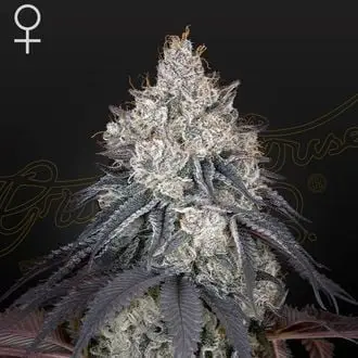 Lemon Orange cannabis seeds by Greenhouse Seeds