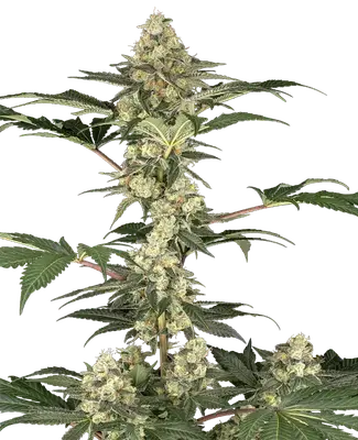 Lemon Pavlova cannabis seeds
