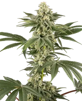 Lemon Pelli Gelato cannabis seeds