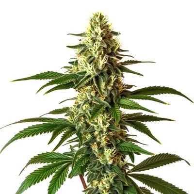 Lemon Pie cannabis seeds
