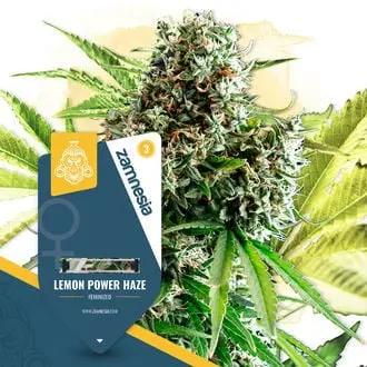 Lemon Power Haze cannabis seeds