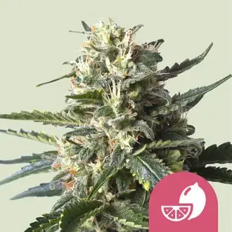 Lemon Shining Silver Haze cannabis seeds