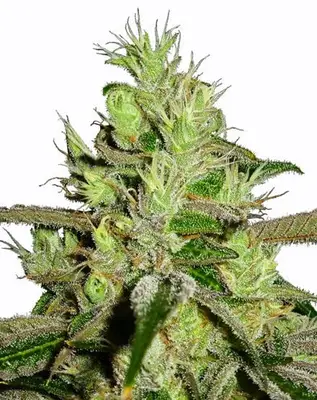Lemon Skunk cannabis seeds
