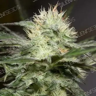 Lemon Sorbet cannabis seeds by Silent Seeds