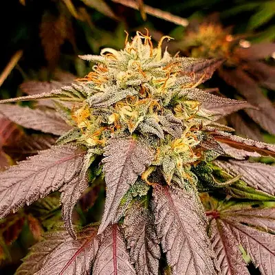 Lemon Star cannabis seeds by Blimburn Seeds