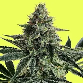 Lemon Storm cannabis seeds by Pure Instinto
