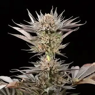 Lemon Tree 2.0 cannabis seeds by Silent Seeds