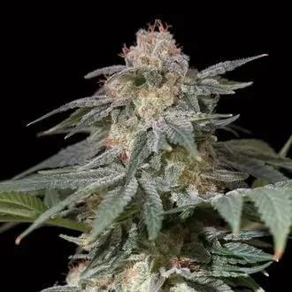 Lemon Tree Fast cannabis seeds by Silent Seeds