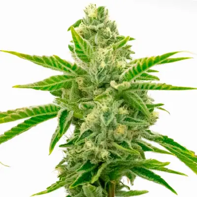 Lemon Tree x Channel Kush cannabis seeds