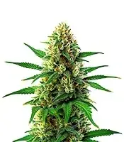 Lemon Tree x Original Z cannabis seeds