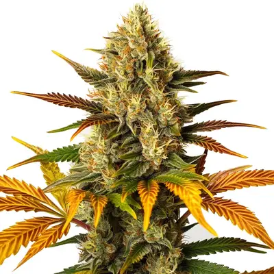 Lemon Tree x Zkittlez cannabis seeds