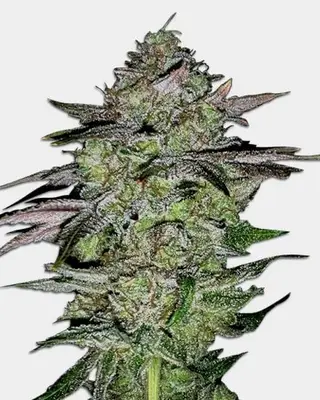 Lemon Tree cannabis seeds