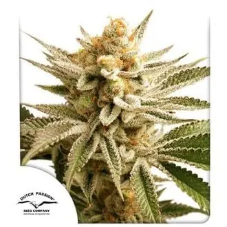 Lemon Z cannabis seeds by Dutch Passion
