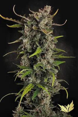 Lemonade cannabis seeds
