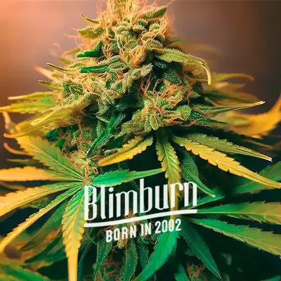 Lemonaid OG cannabis seeds by Blimburn Seeds