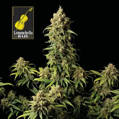 Lemonchello Haze cannabis seeds