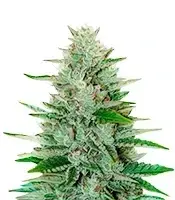 LFG cannabis seeds