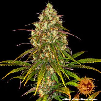 Liberty Haze cannabis seeds by Barney's Farm