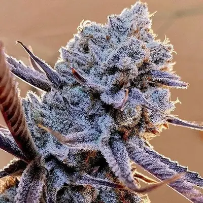 Lilac Diesel RBX2 cannabis seeds