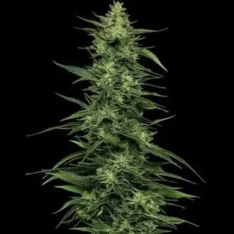 Limez cannabis seeds by Humboldt Seed Company
